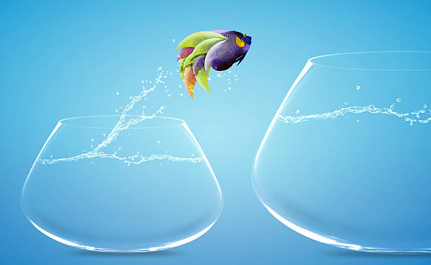 istock Angelfish jumping to other bowl 178981438