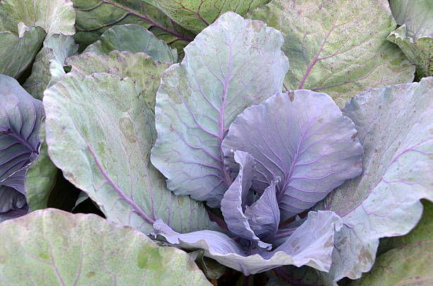 istock Fresh and ripe purple collard 178981586