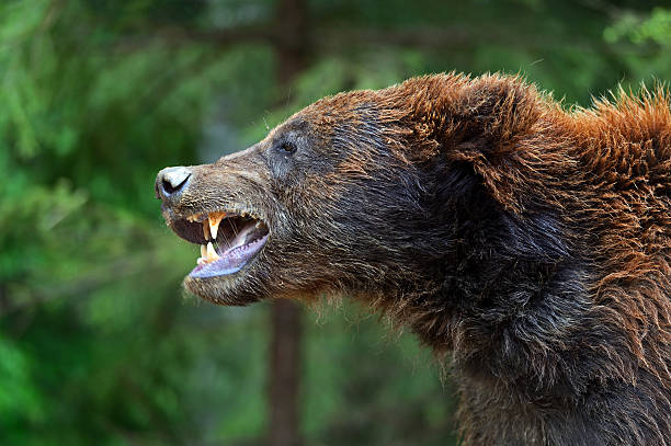 istock Brown bears in the Carpathians. 178981666