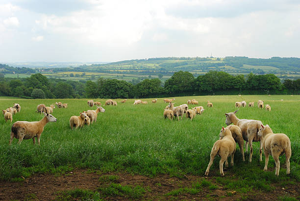 istock Cotswold sheep on a summer day, English agriculture 178981715