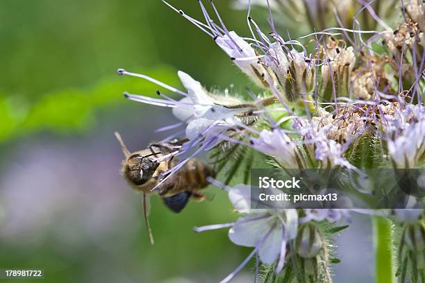 Bee Flowers On The Phacelia — стоковые фотографии и другие картинки Bee Fly - Bee Fly, Без людей, Близко к