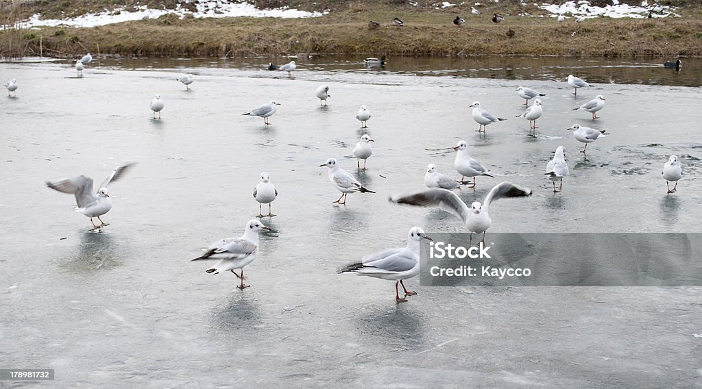 gulls Gaggle of - 로열티 프리 강 스톡 사진