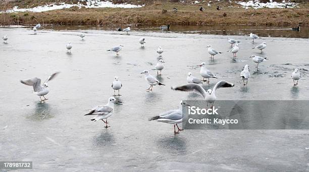 Gaggle De Gulls - Fotografias de stock e mais imagens de Andar - Andar, Animal, Animal selvagem
