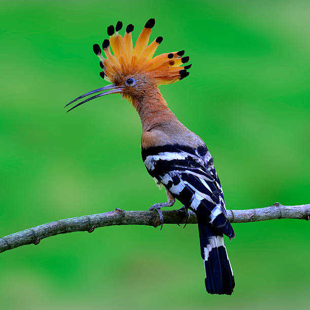 Common Hoopoe or Eurasian Hoopoe on the branch with nice crested up on green background, a must see bird before you die