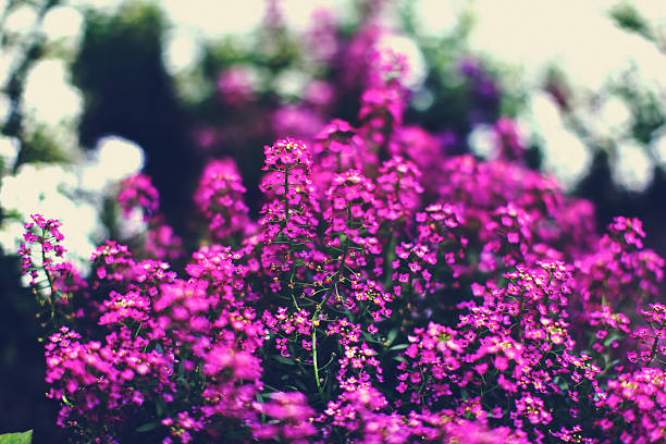 Branch of lilac flowers stock photo