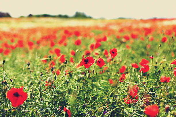 Poppy flowers in a meadow stock photo
