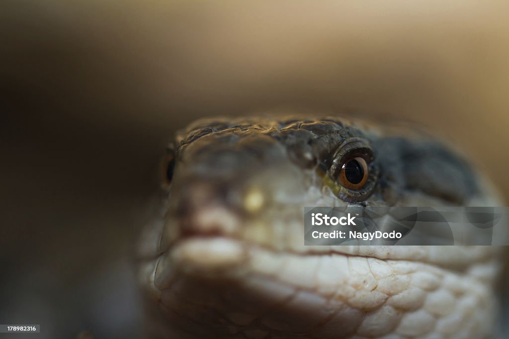 Blue tongued skink - Zbiór zdjęć royalty-free (Bliskie zbliżenie)