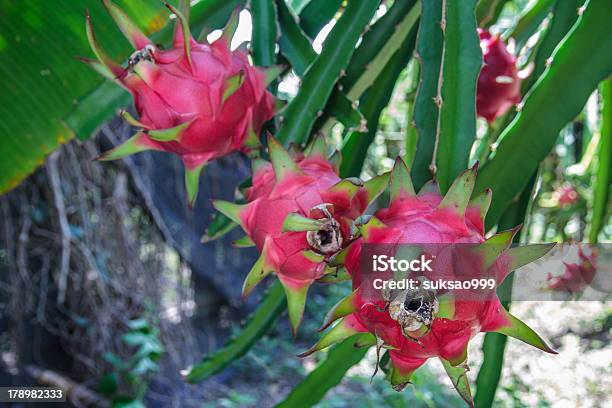 Dragão De Fruta - Fotografias de stock e mais imagens de Agricultura - Agricultura, Alimentação Saudável, Ao Ar Livre