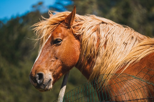 A beautiful light-colored horse with long blond mane looking over a wooden fence, with a peaceful expression
