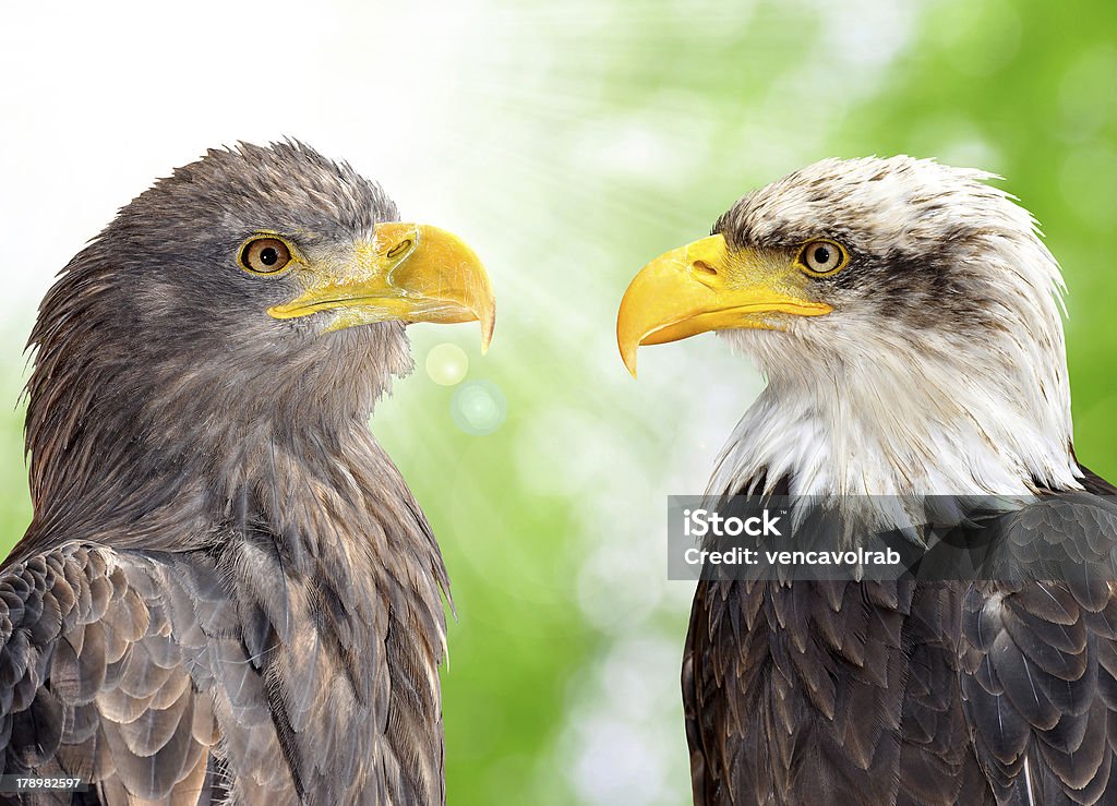 Eagles - Foto de stock de Animal libre de derechos