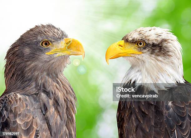 Eagles Foto de stock y más banco de imágenes de Animal - Animal, Animal vertebrado, Animales salvajes