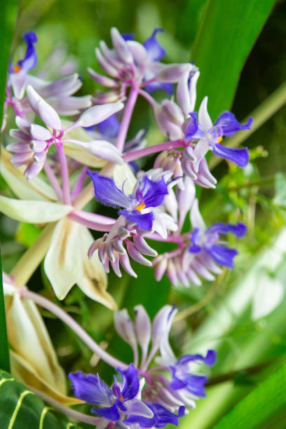 Flower panicles of Cochliostema odoratissimum