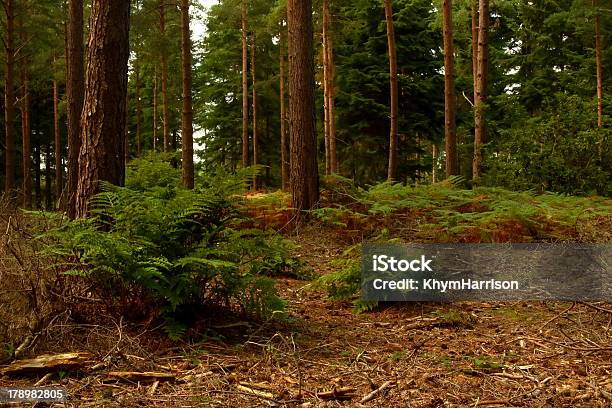 Groombridge Woodland Stockfoto und mehr Bilder von Ländliches Motiv - Ländliches Motiv, Baum, East Sussex