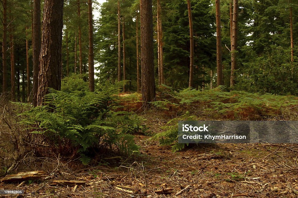 Groombridge Woodland - Foto de stock de Cena Rural royalty-free