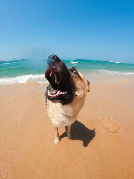 dog have fun on the beach - Ipanema Rio de Janeiro