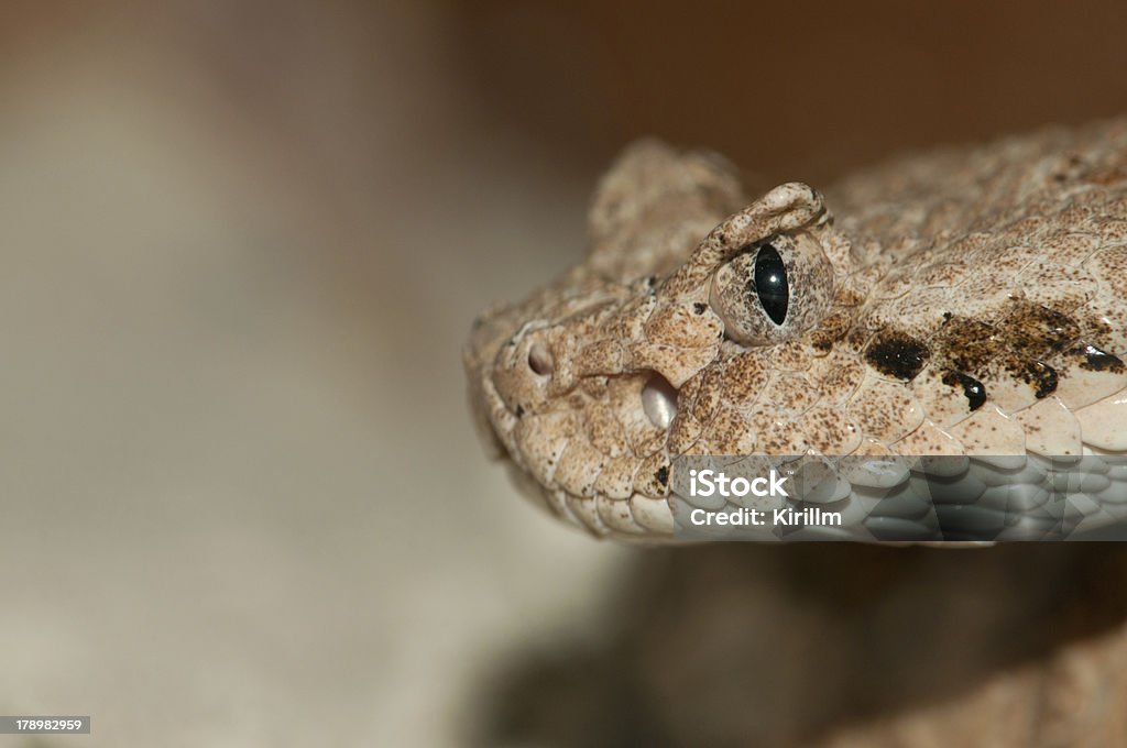 Desert Snake head - Lizenzfrei Aggression Stock-Foto