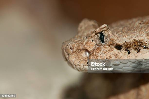 Desert Snake Head Stockfoto und mehr Bilder von Aggression - Aggression, Angst, Braun