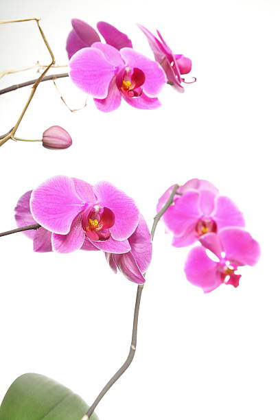 istock Phalaenopsis. Purple orchid on white background 178983016