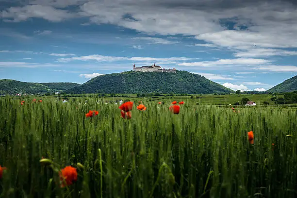 Poppies in the wheat canopy, in background Monastery Goettweig,  Danube Valley,Austria.