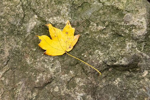 Close up of yellow beautiful leaf on stone.