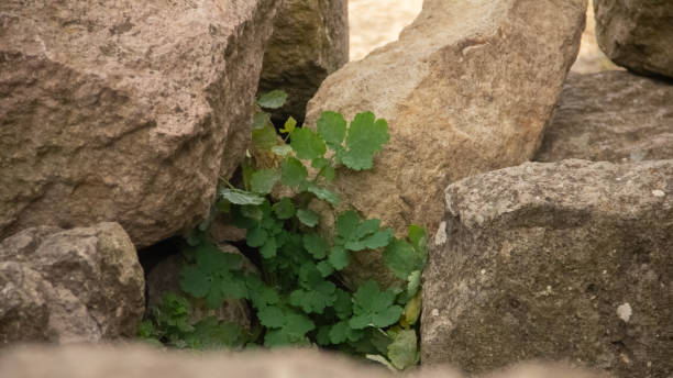Free Stock Photo of Green plant sprouting among rocks | Download Free ...