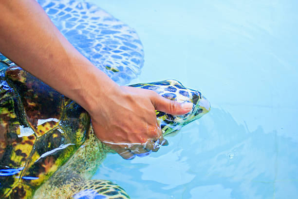 istock Treatment of sea turtles 178983218