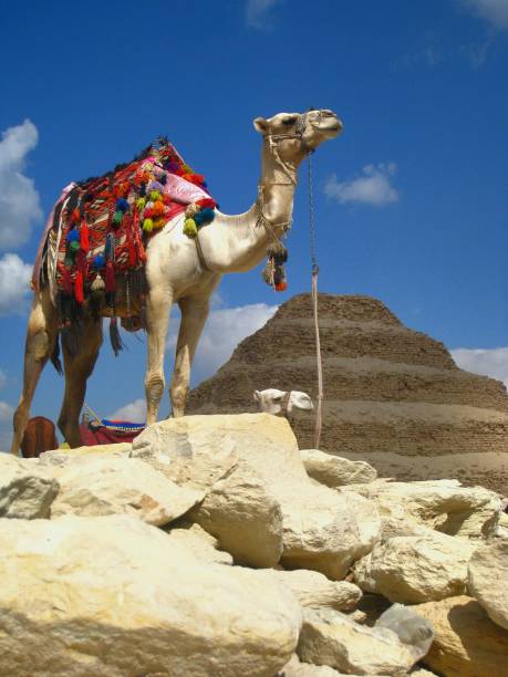 초상화 자랑의 캬멜 - egypt camel pyramid shape pyramid 뉴스 사진 이미지