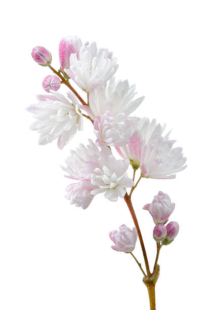 Beautiful Deutzia Scabra Flowers on White Background A brunch of beautiful pinkish white deutzia scabra flowers on a white background deutzia scabra stock pictures, royalty-free photos & images