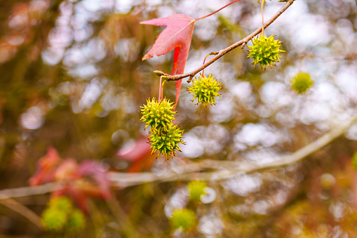 Colorful red leaves and green spiked fruits of Liquidambar styraciflua tree. American sweetgum autumn foliage