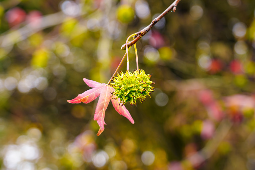 liquidambar (sweetgum tree) spiked fruits with autumn red leaf swaying in the wind in park close up. Beautiful view
