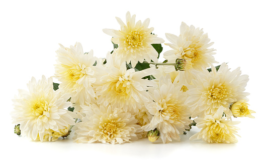 Bouquet of white chrysanthemums isolated on a white background.