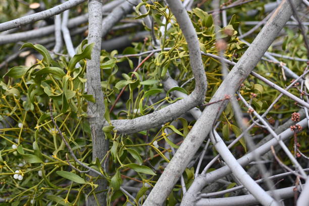 spring pruning of trees, cut tree trunks, moss-covered arbor trunks, cut branches of shrubs, mistletoe on branches, sanitary pruning of trees, trimming trees, pruning trees, gray logs of wood