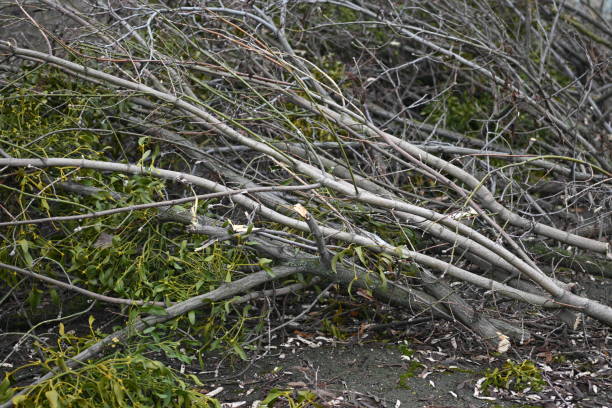 istock spring pruning of trees, cut tree trunks, moss-covered arbor trunks, cut branches of shrubs, mistletoe on branches, sanitary pruning of trees, trimming trees, pruning trees, gray logs of wood 1789836059