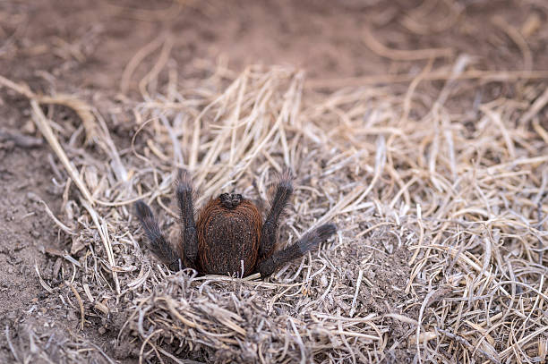 Hiding Tarantula stock photo