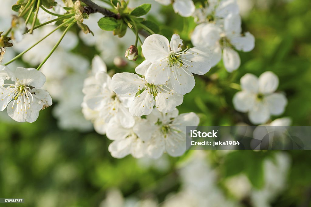 Bianco fiori di ciliegio in una giornata di primavera - Foto stock royalty-free di Albero