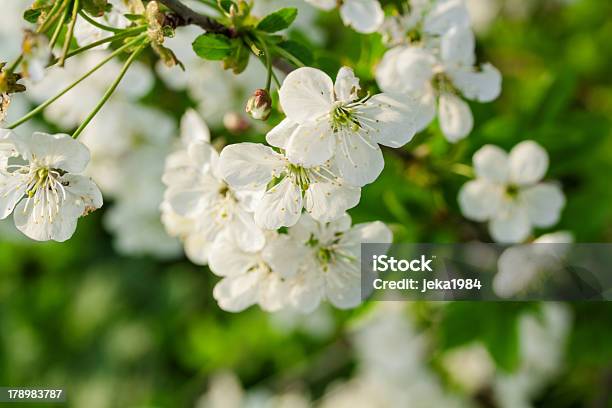 Белые Цветы Вишни В Цвету В Весеннее День — стоковые фотографии и другие картинки Абрикос - Абрикос, Без людей, Белый