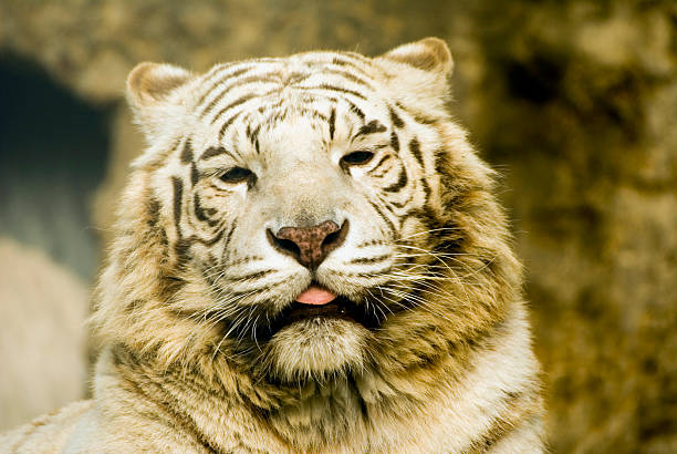 White Bengal Tiger stock photo