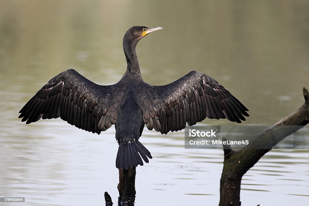 가마우지, Phalacrocorax carbo - 로열티 프리 0명 스톡 사진