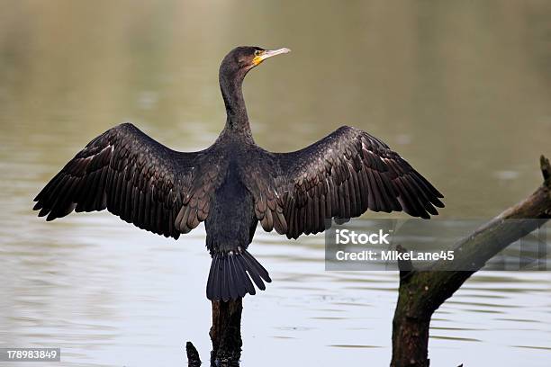 가마우지 Phalacrocorax Carbo 0명에 대한 스톡 사진 및 기타 이미지 - 0명, 가마우지, 강