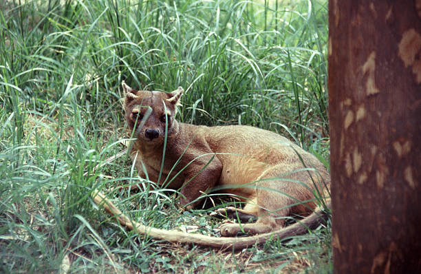 istock Madagascan Fossa (Cryptoprocta ferox) 178983895