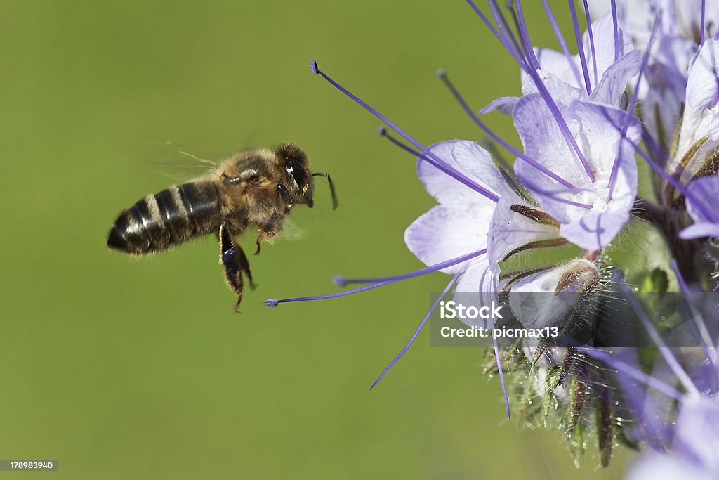 Biene auf der phacelia Blumen - Lizenzfrei Apis Stock-Foto