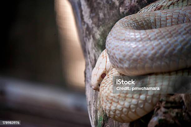 Blanco Cobra Foto de stock y más banco de imágenes de Aire libre - Aire libre, Animales salvajes, Blanco - Color