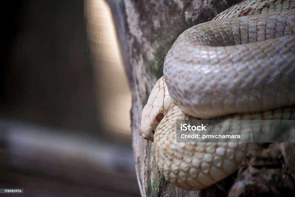 White Cobra Asian white cobra in national park, Sri Lanka Animals In The Wild Stock Photo