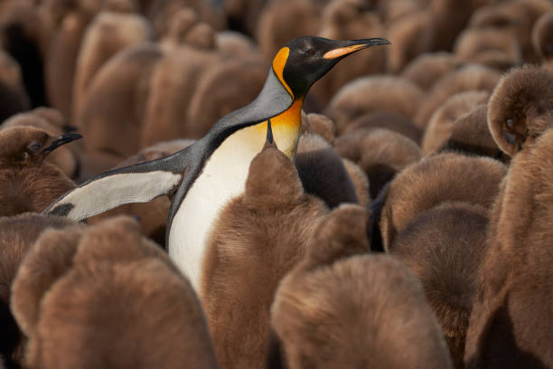 istock Adult King Penguin amongst chicks 1789840402