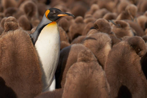 istock Adult King Penguin amongst chicks 1789840412
