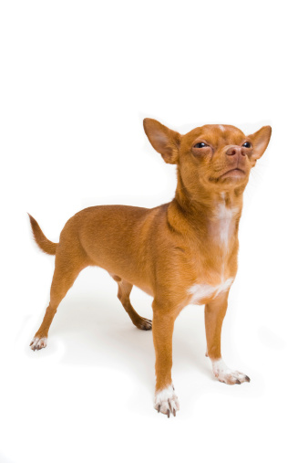 Tough Chihuahua isolated on white.