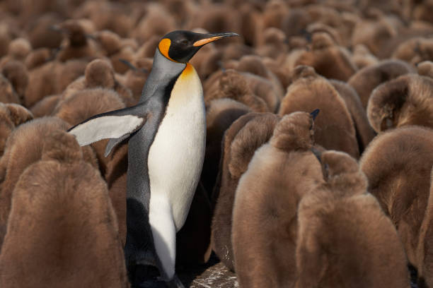 Adult King Penguin amongst chicks