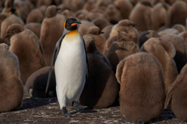 istock Adult King Penguin amongst chicks 1789840942