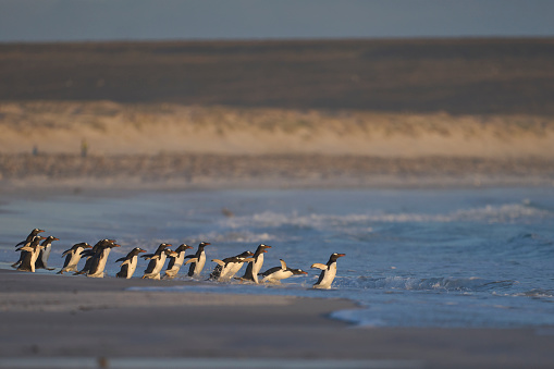 Group of Gentoo Penguins (Pygoscelis papua) enter the sea at Volunteer Point in the Falkland Islands.