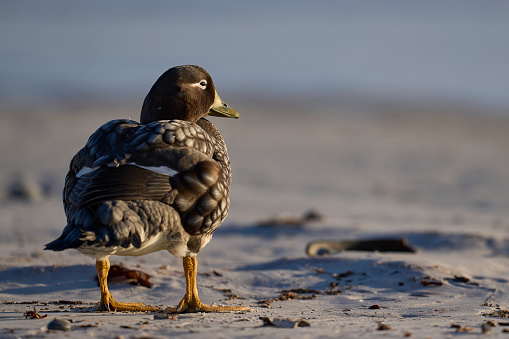 Falkland Steamer Duck (Tachyeres brachypterus) on a sandy beach at Volunteer Point in the Falkland Islands.